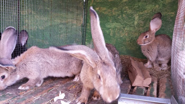 femele uriasi belgian (10)