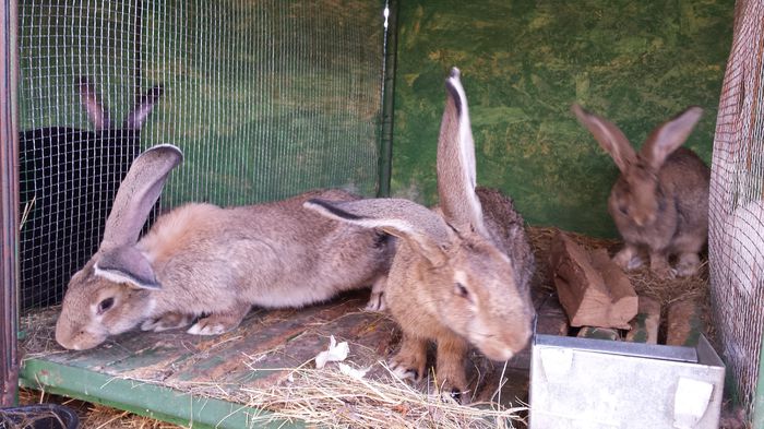 femele uriasi belgian (11)