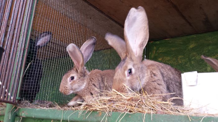 femele uriasi belgian (12)