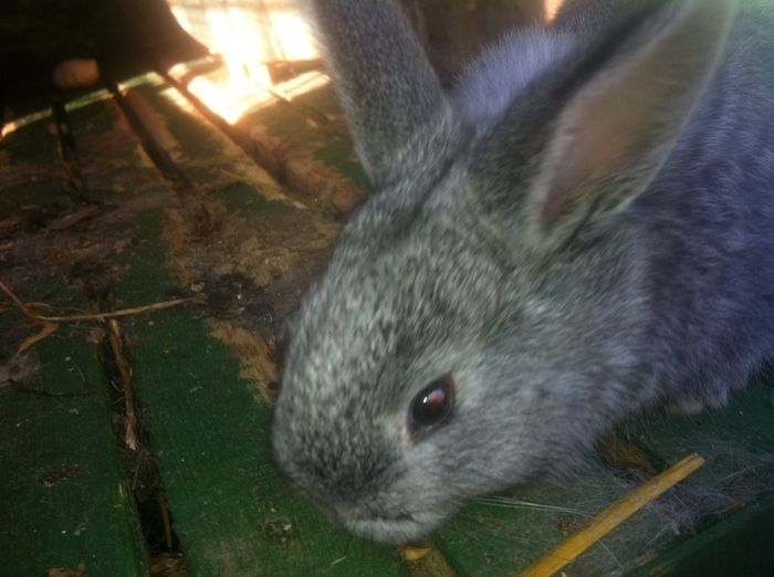 kiki 1,femela pentru 2015