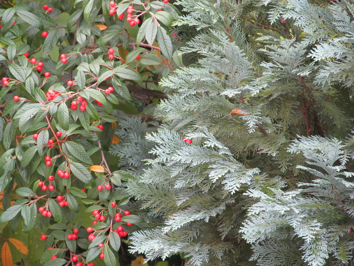  - Diverse 2 - Gradina cu frunze