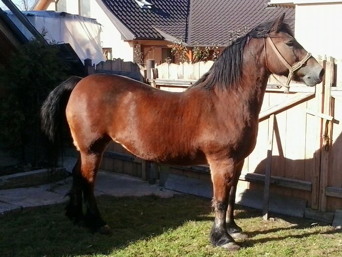 2014-11-05 11.51.21 - Semigreu-Noua achizitie-2014- VINDUTA