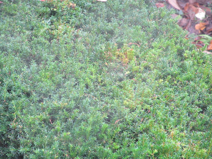 gardul din tisa - Diverse 2 - Gradina cu frunze