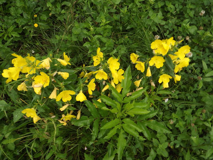 DSCF3172 - Flori amestec