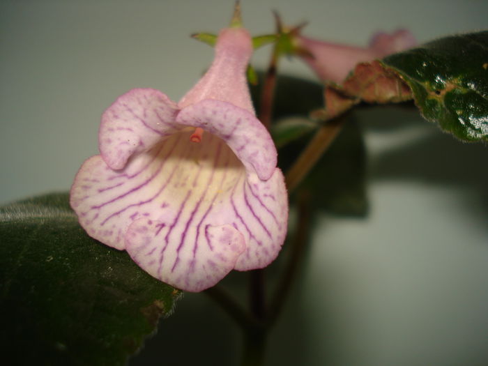 DSC09236 - FLORI 2014