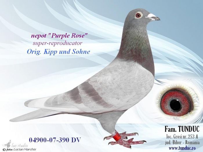 kipp-purple-rose; BUNIC LOC 1 NAT MARATON 2011....DETIN FIU DIRECT....DIN 04900-07-390 DV.
