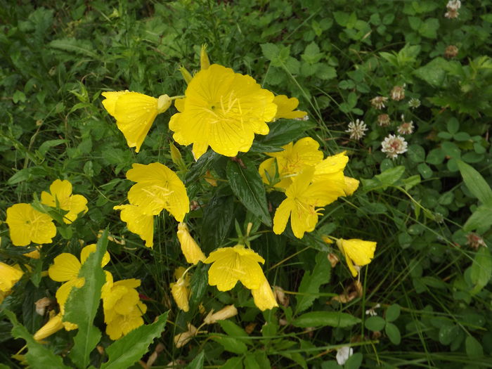 DSCF3173 - Flori amestec