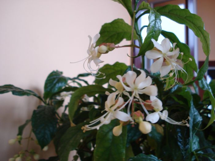fluturi albi (2) - clerodendron wallichii - prospero