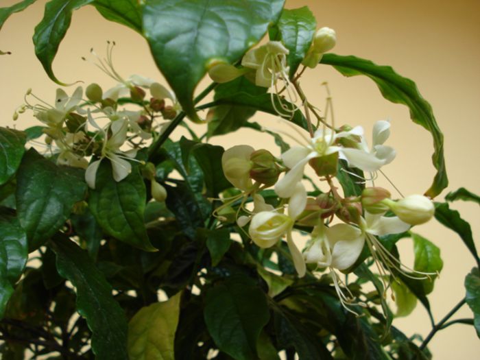 fluturi albi (5) - clerodendron wallichii - prospero