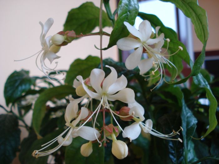 fluturi albi (6) - clerodendron wallichii - prospero