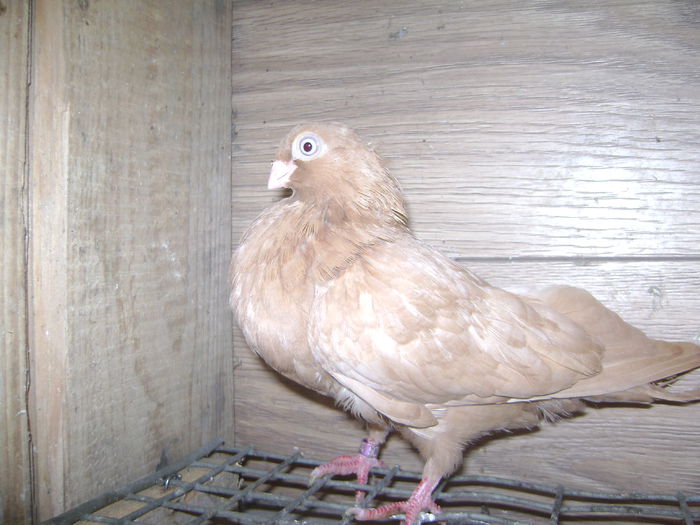 5038 a