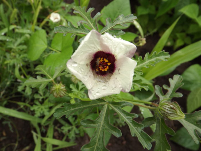 DSCF3180 - Flori amestec