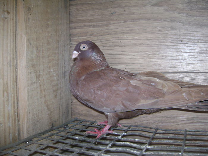 8532 b