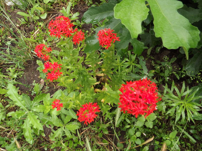 DSCF3178 - Flori amestec