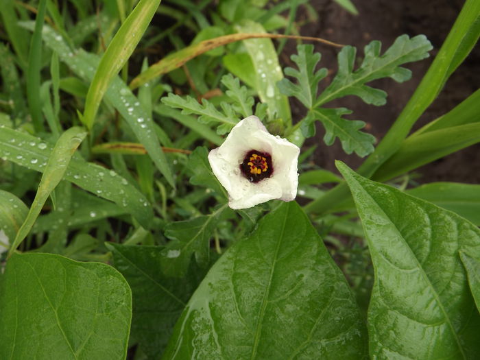 DSCF3181 - Flori amestec