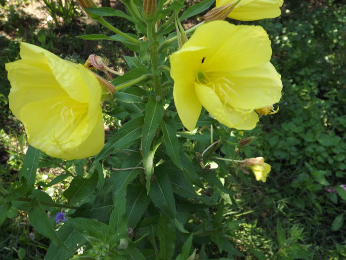 Oneothera înalta - Flori amestec