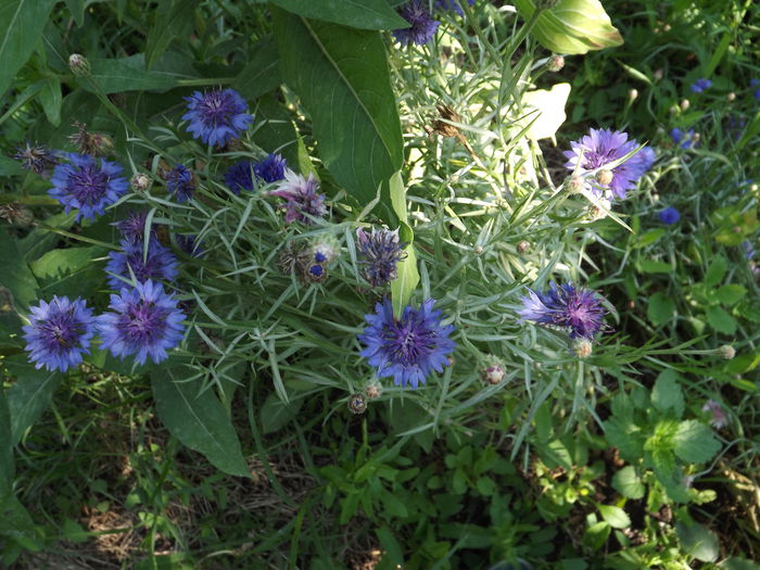 DSCF3196 - Flori amestec