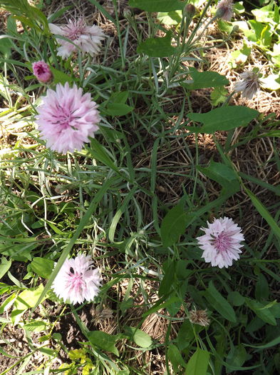 DSCF3195 - Flori amestec