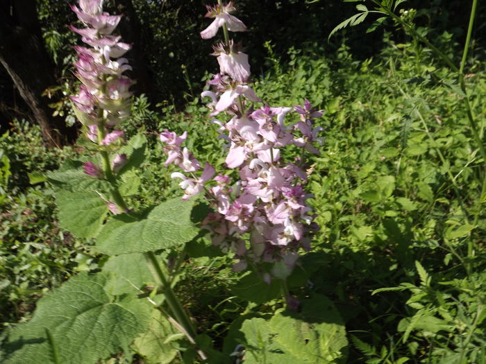 DSCF3199 - Flori amestec