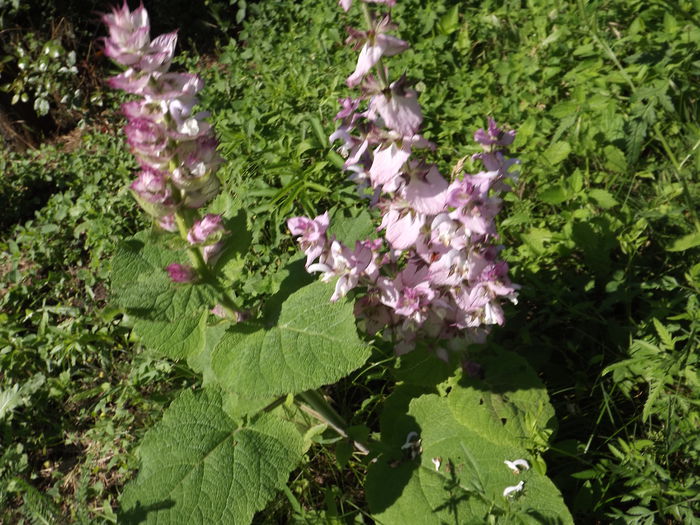 DSCF3198 - Flori amestec