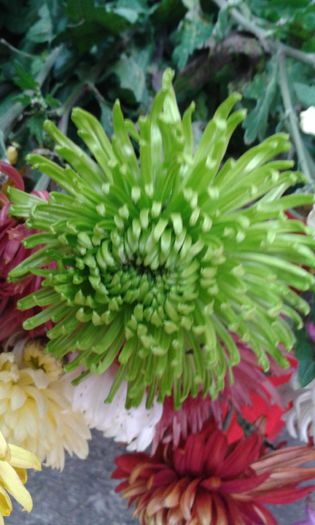 verde - 0 crizanteme 2016