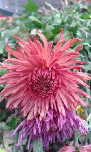 rosu - 0 crizanteme 2016