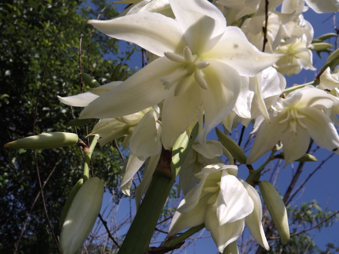 DSCF3204 - Flori amestec