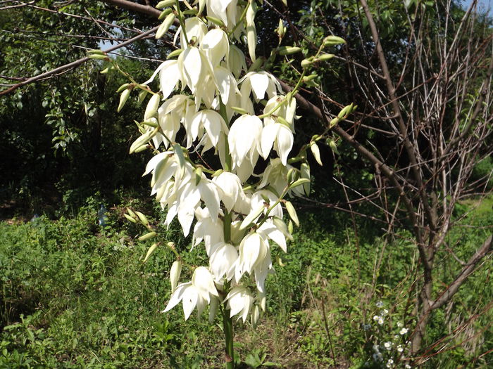 Yucca