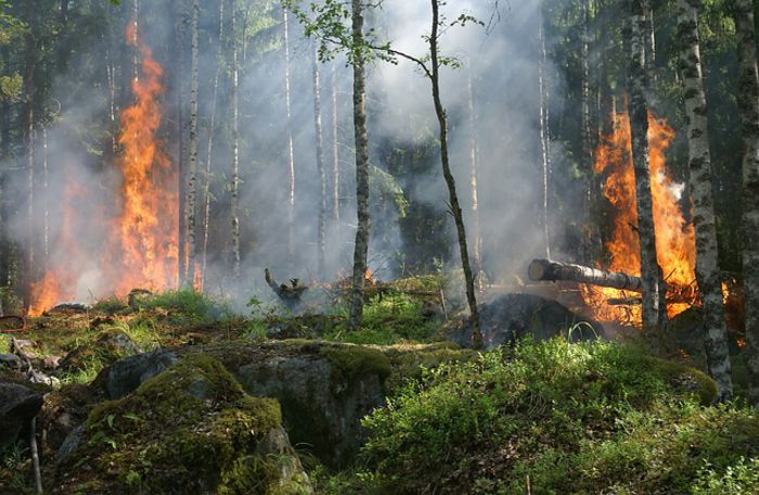forest-fire-432870_640 - contact