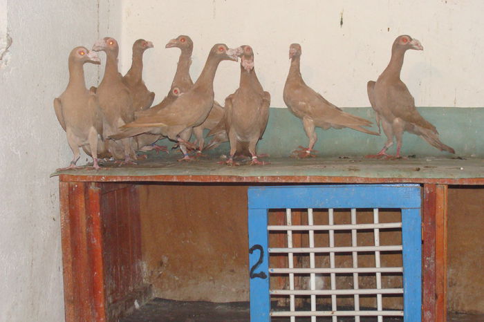 DSC02842 - carieri octombrie2014