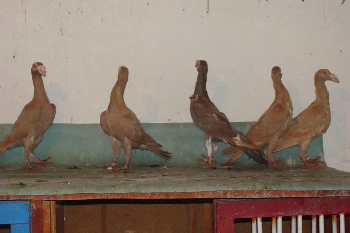 DSC02844 - carieri octombrie2014
