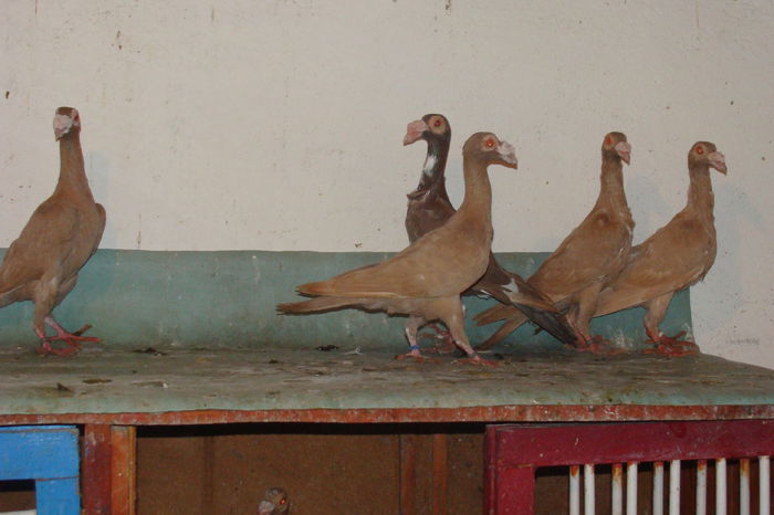 DSC02845 - carieri octombrie2014