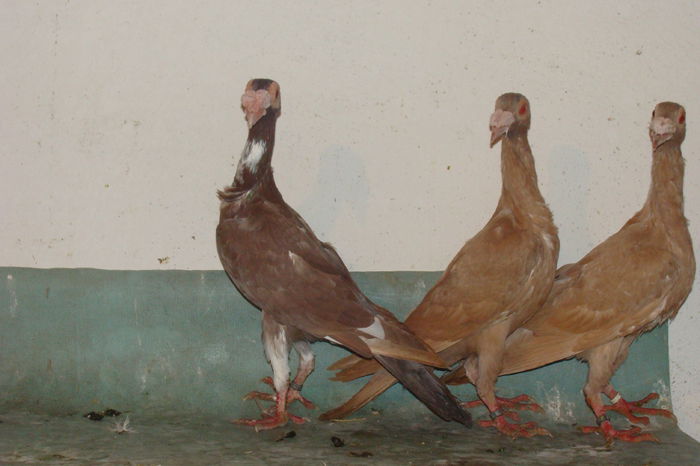 DSC02846 - carieri octombrie2014