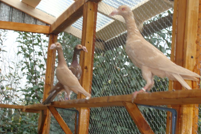 DSC02855 - carieri octombrie2014