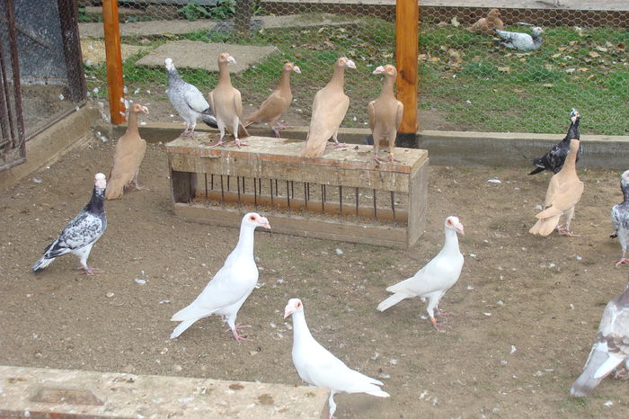 DSC02857 - carieri octombrie2014