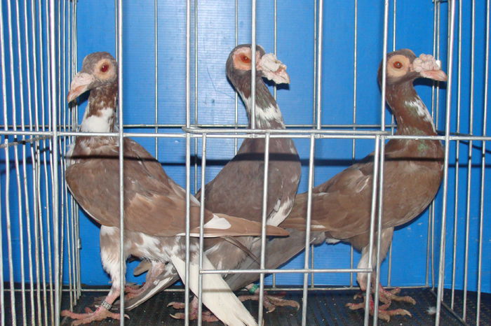 DSC02861 - carieri octombrie2014