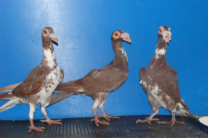 DSC02864 - carieri octombrie2014