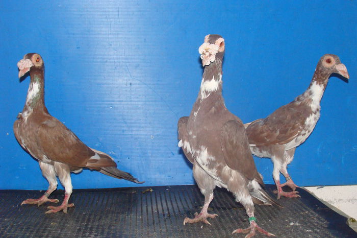 DSC02866 - carieri octombrie2014