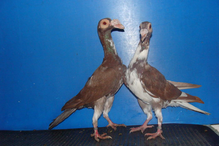 DSC02867 - carieri octombrie2014