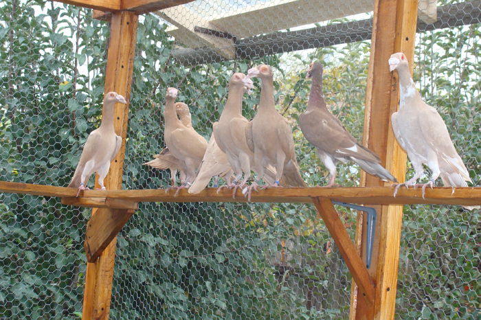 DSC02884 - carieri octombrie2014
