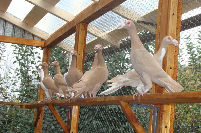 DSC02888 - carieri octombrie2014