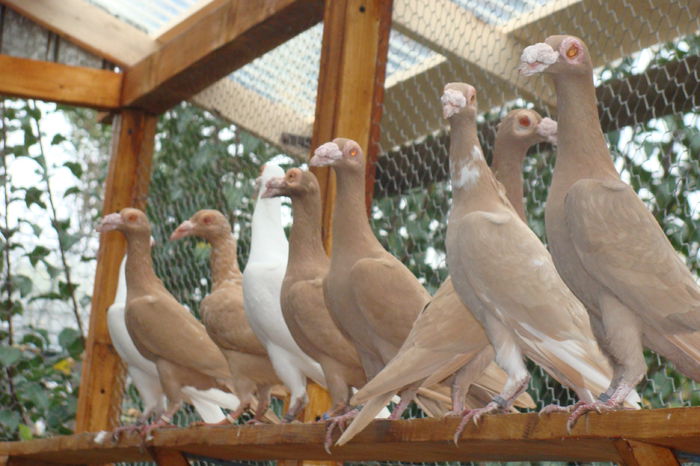DSC02890 - carieri octombrie2014