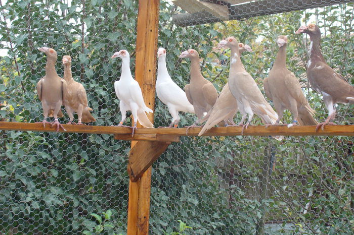 DSC02894 - carieri octombrie2014