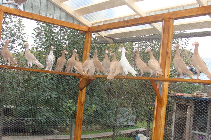 DSC02899 - carieri octombrie2014