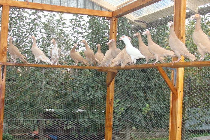 DSC02900 - carieri octombrie2014