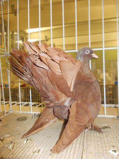 DSCN0688 - Expo Carei 2014 nov 7-9