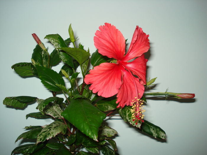  - HIBISCUS 2014