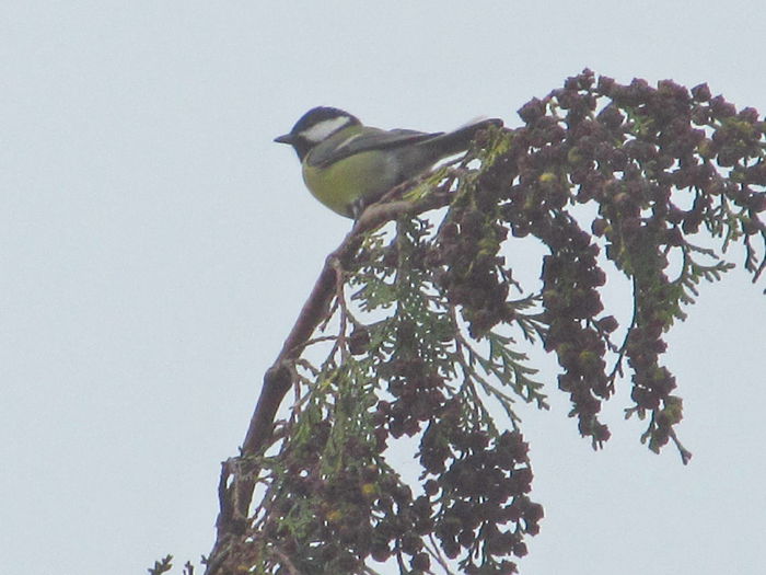 pitigoi negru - din Balcon