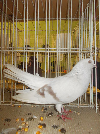 DSCN0753 - Expo Carei 2014 nov 7-9