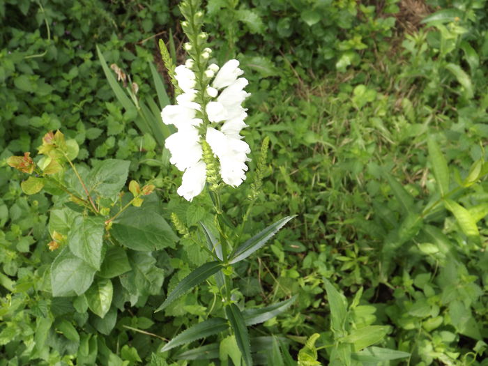 Physostegia